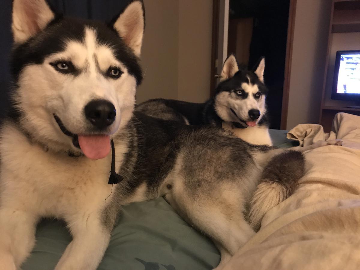 Image of Shadow and Belle, Lost Dog