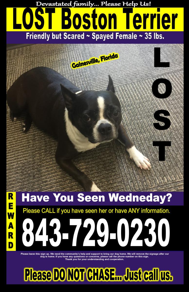Image of Wednesday, Lost Dog