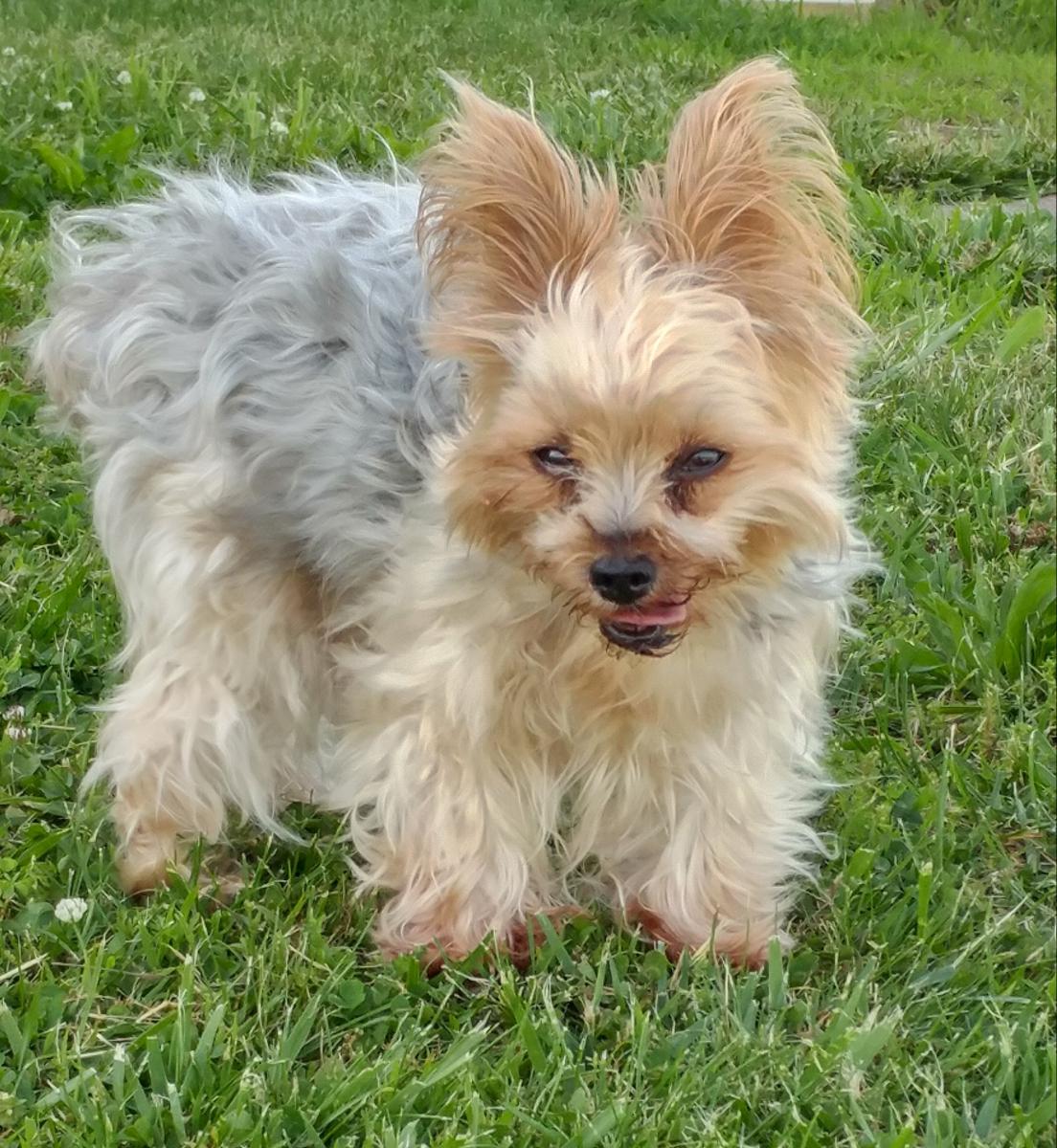 lost-dog-yorkshire-terrier-in-guston-ky-lost-my-doggie