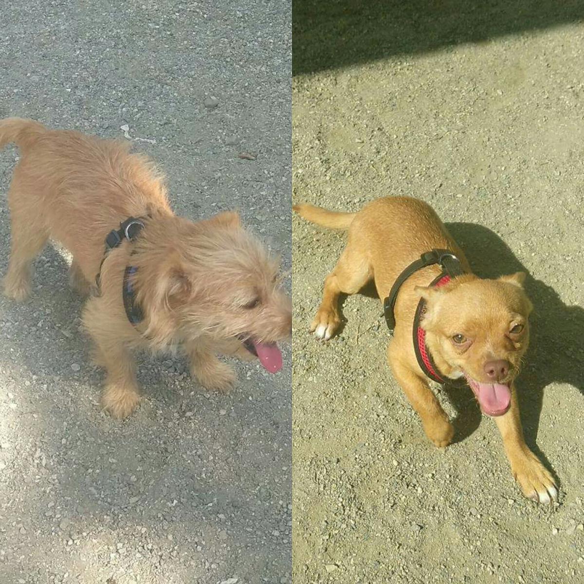 Image of crystal and rose, Lost Dog