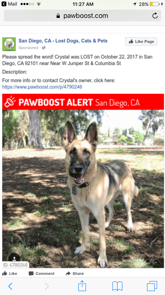 Image of Crystal, Lost Dog