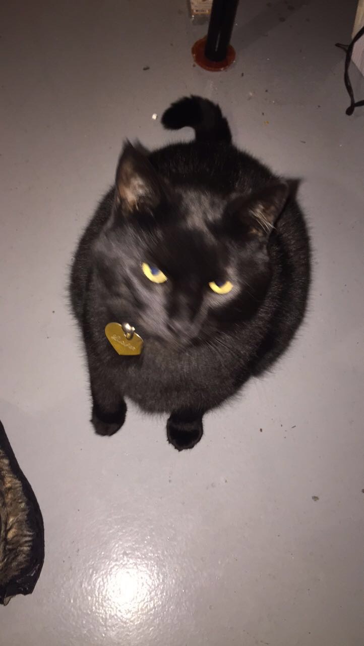 Image of Lucifer, Lost Cat