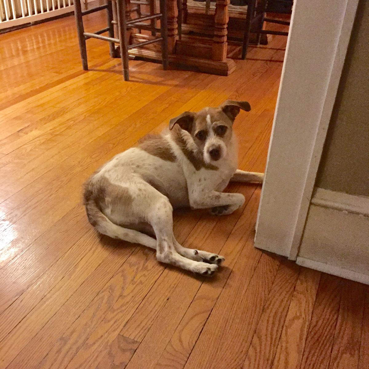 Image of Boomer, Lost Dog