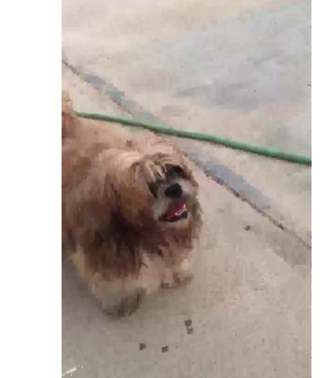 Image of Beto, Lost Dog