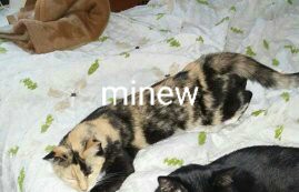 Image of Minew, Lost Cat