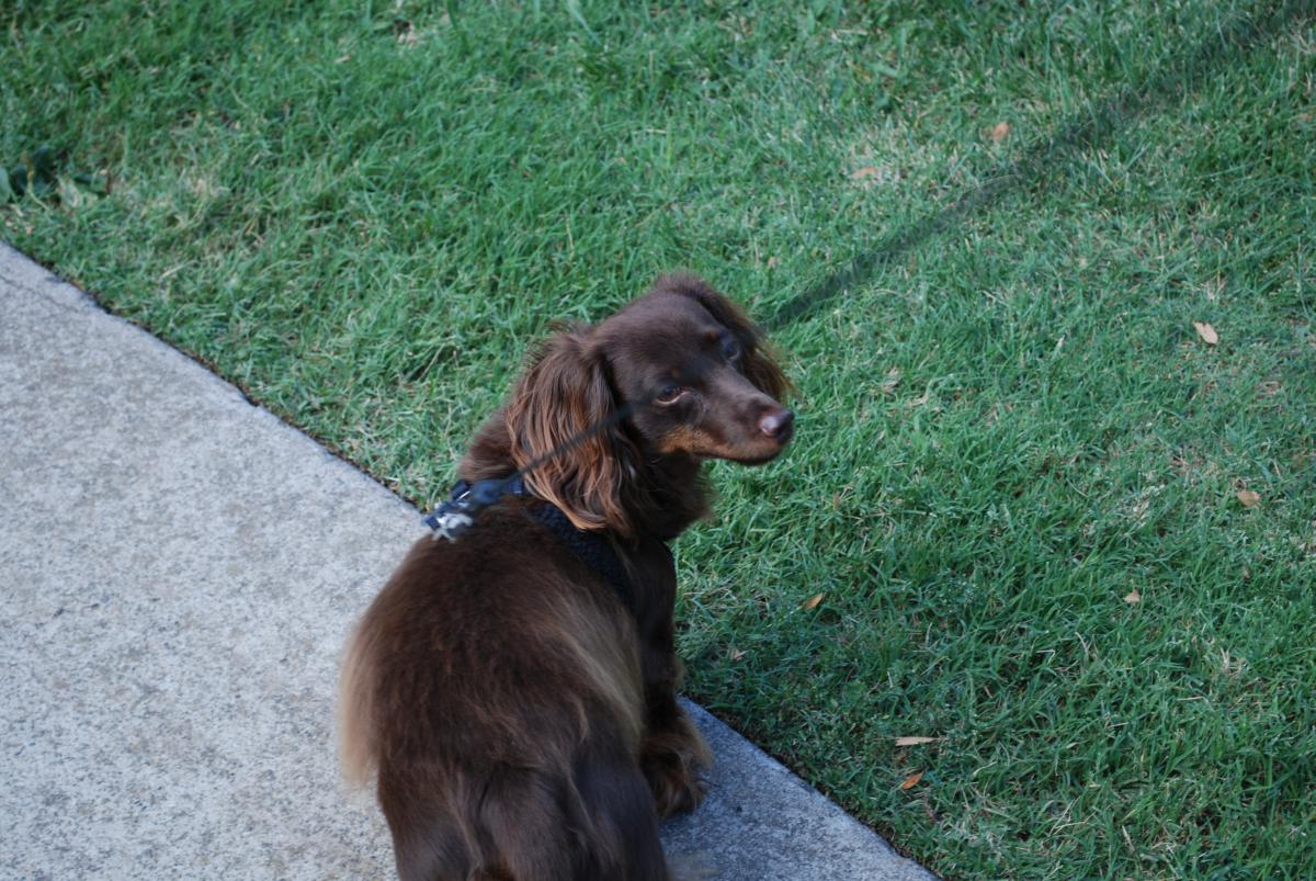 Image of Doxie(no tags), Lost Dog