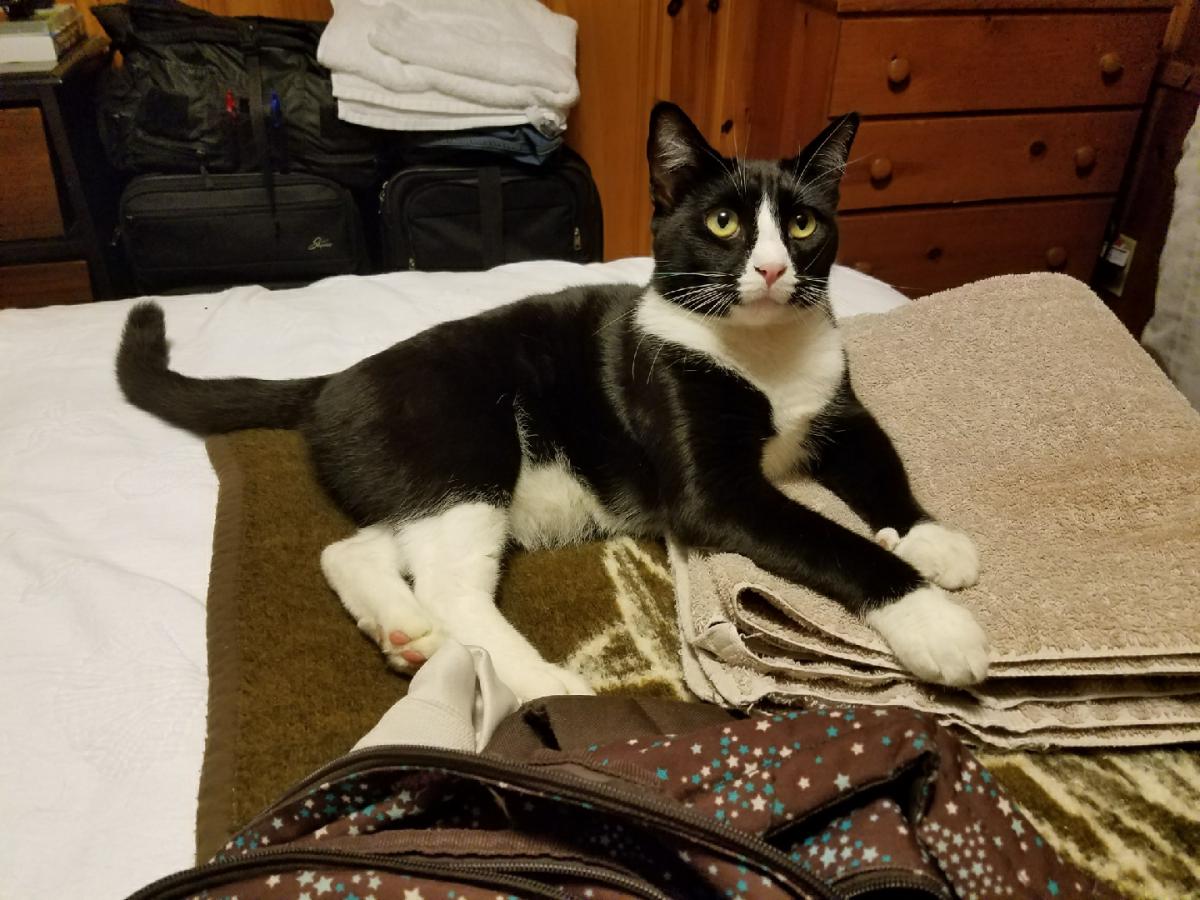 Image of Dover, Lost Cat
