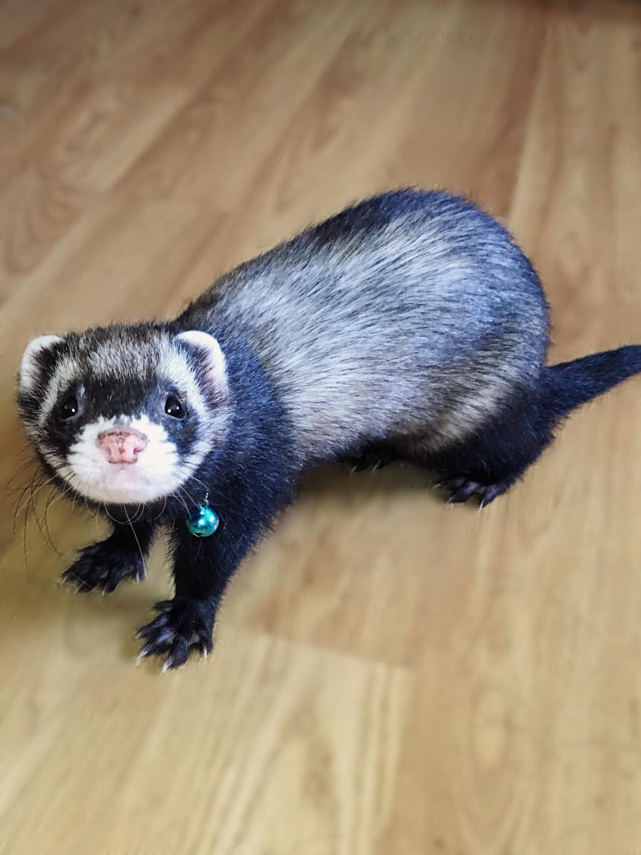 Image of Theo, Lost Ferret