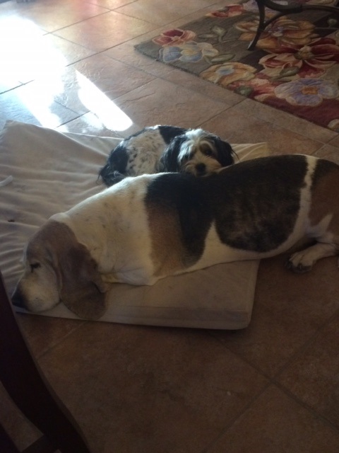 Image of Droopy - Basset Houn, Lost Dog