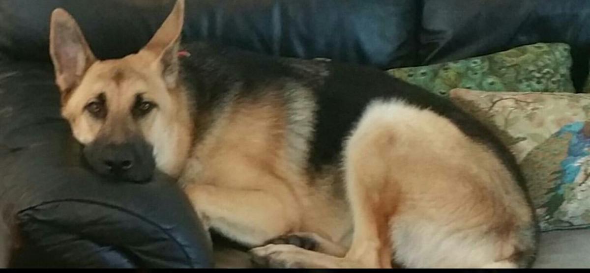 Image of Loki, Lost Dog
