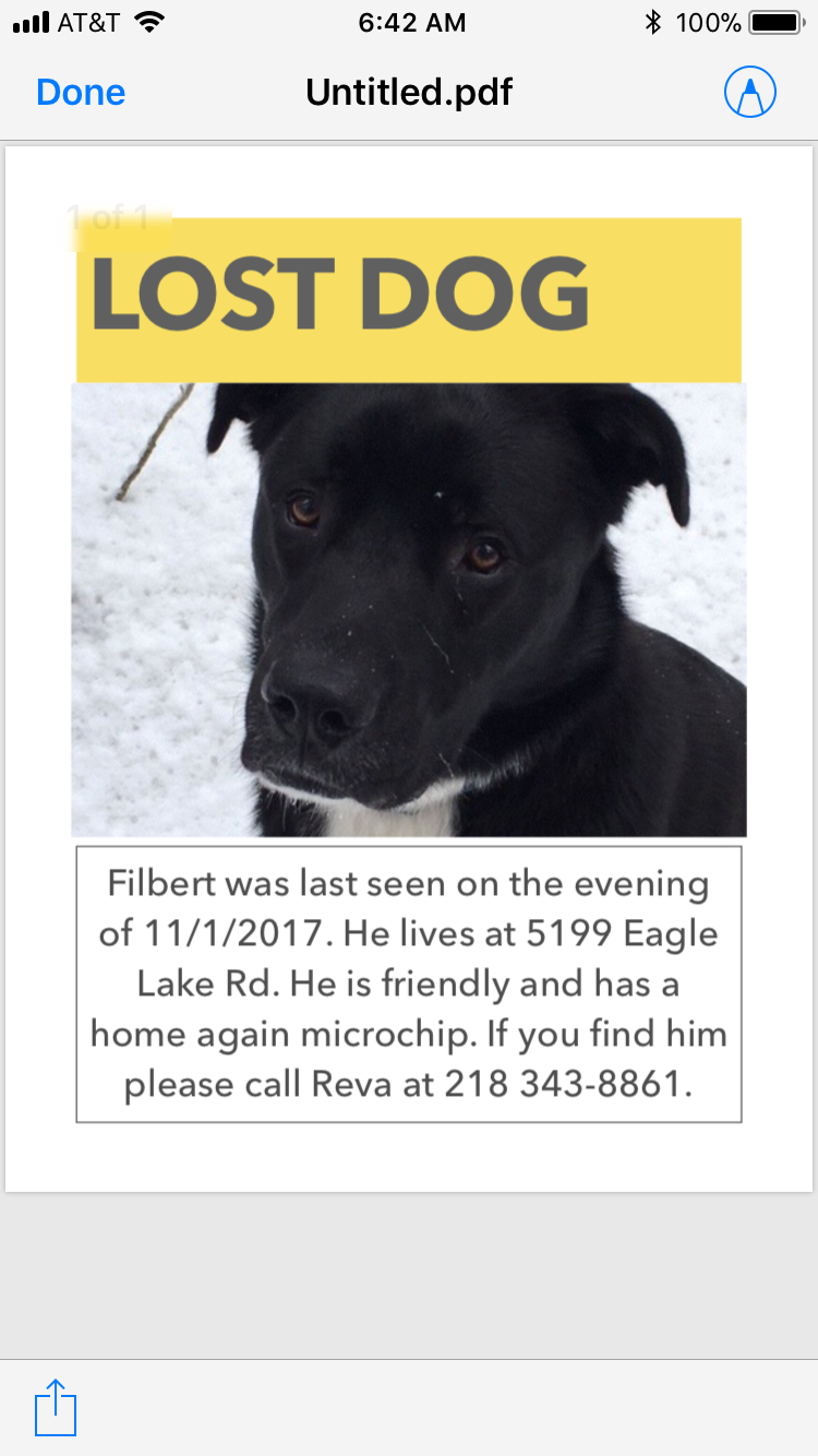 Image of Filbert, Lost Dog