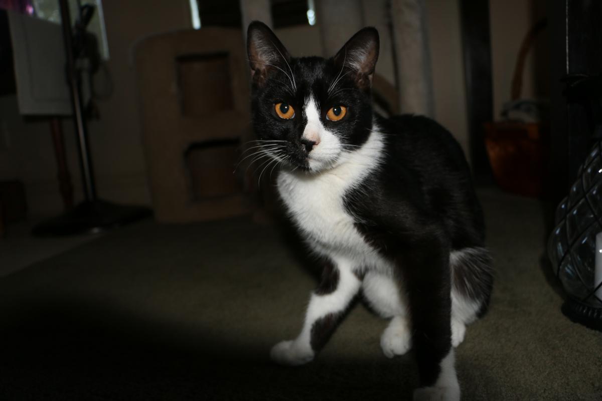 Image of Flynn, Lost Cat