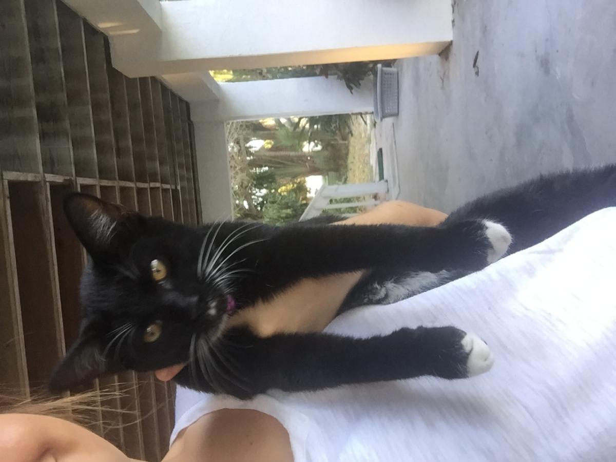 Image of White Toes, Lost Cat