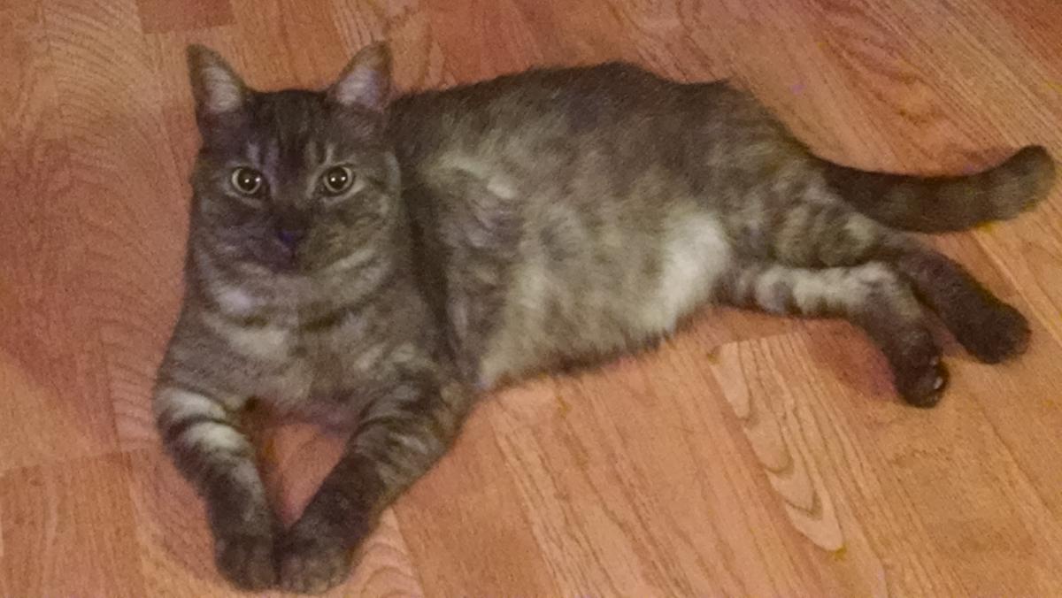 Image of Charcoal, Lost Cat
