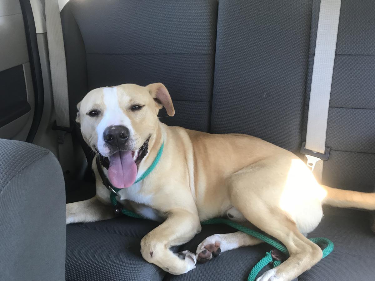 Image of (Rescued— No Name), Lost Dog