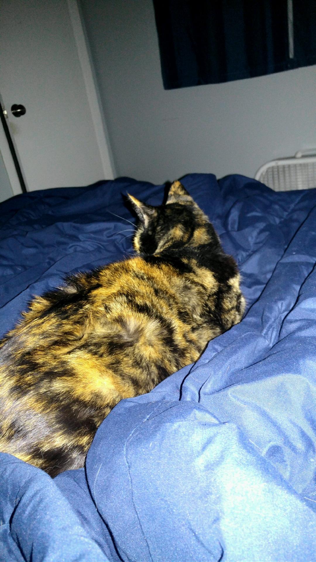 Image of Minxie, Lost Cat