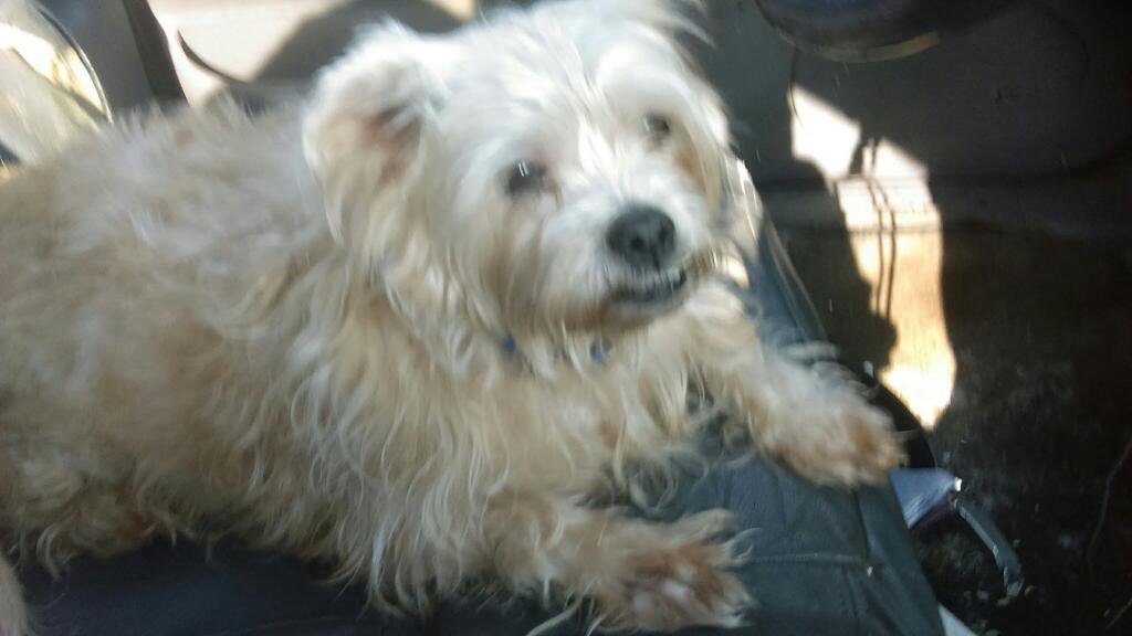 Image of ruffy, Lost Dog