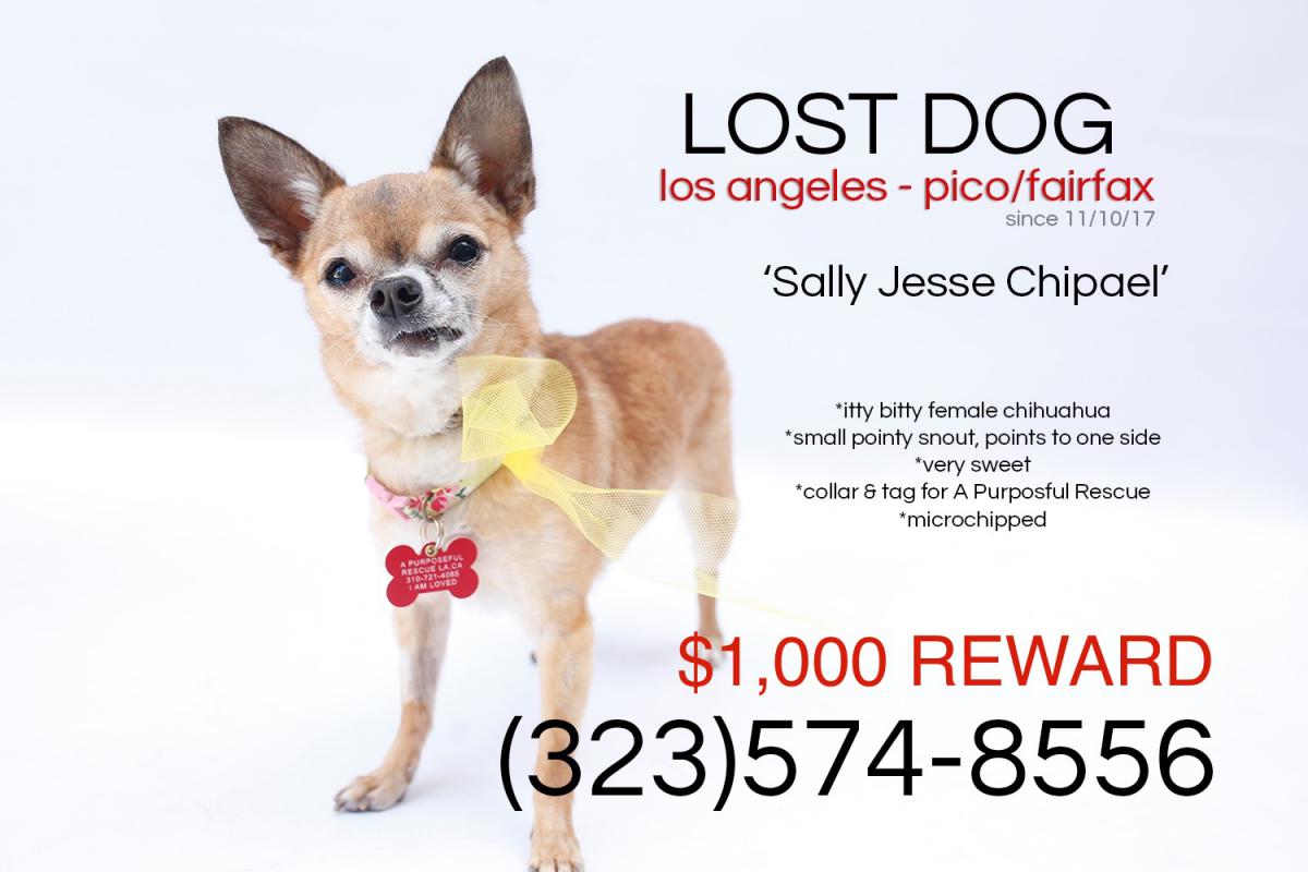 Image of Sally Jesse Chiphael, Lost Dog
