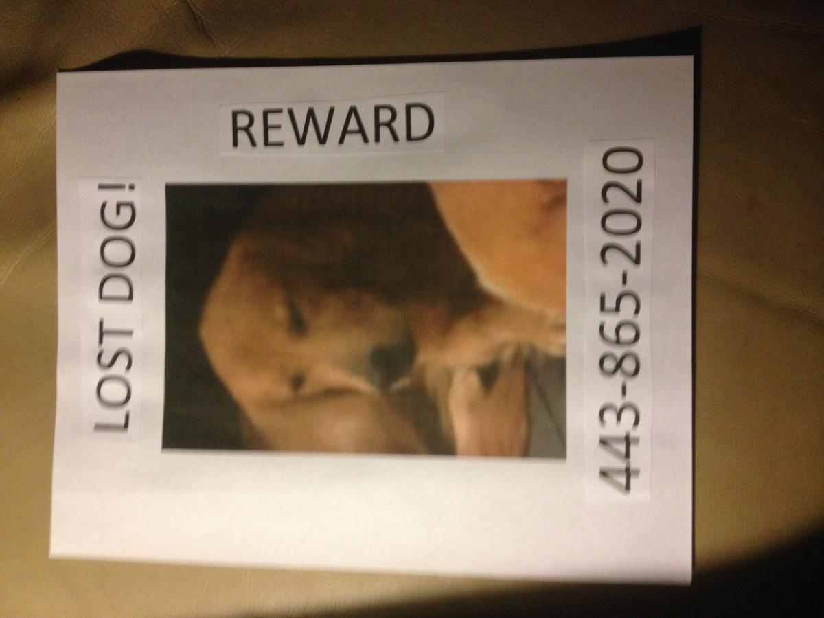 Image of TED, Lost Dog