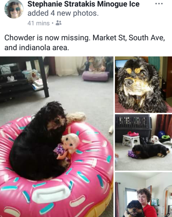 Image of Chowder, Lost Dog