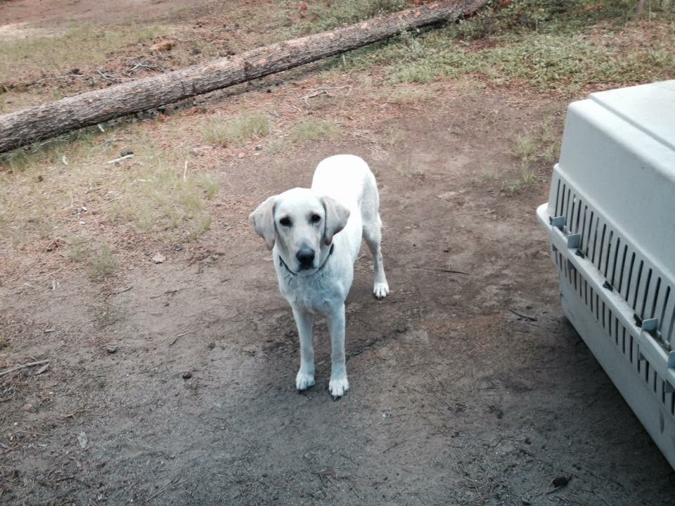 Image of Jobu, Lost Dog