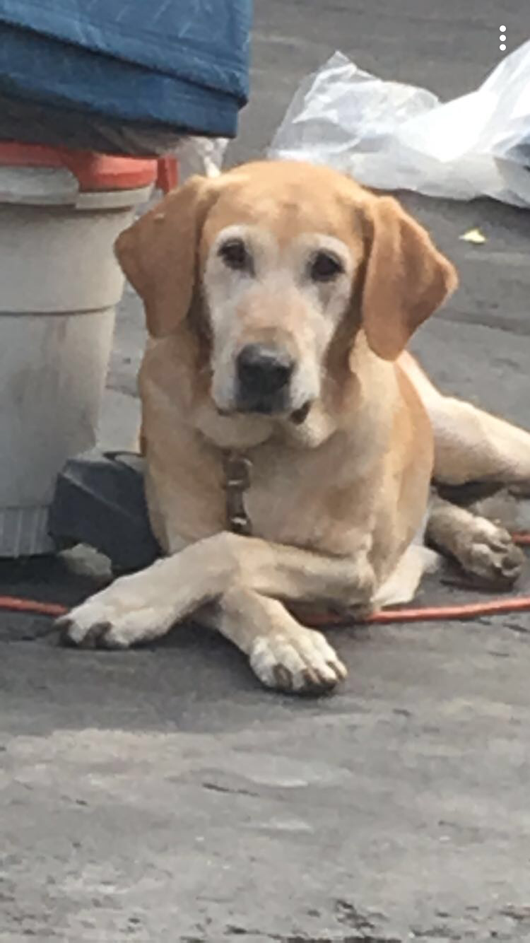 Image of Luck, Lost Dog