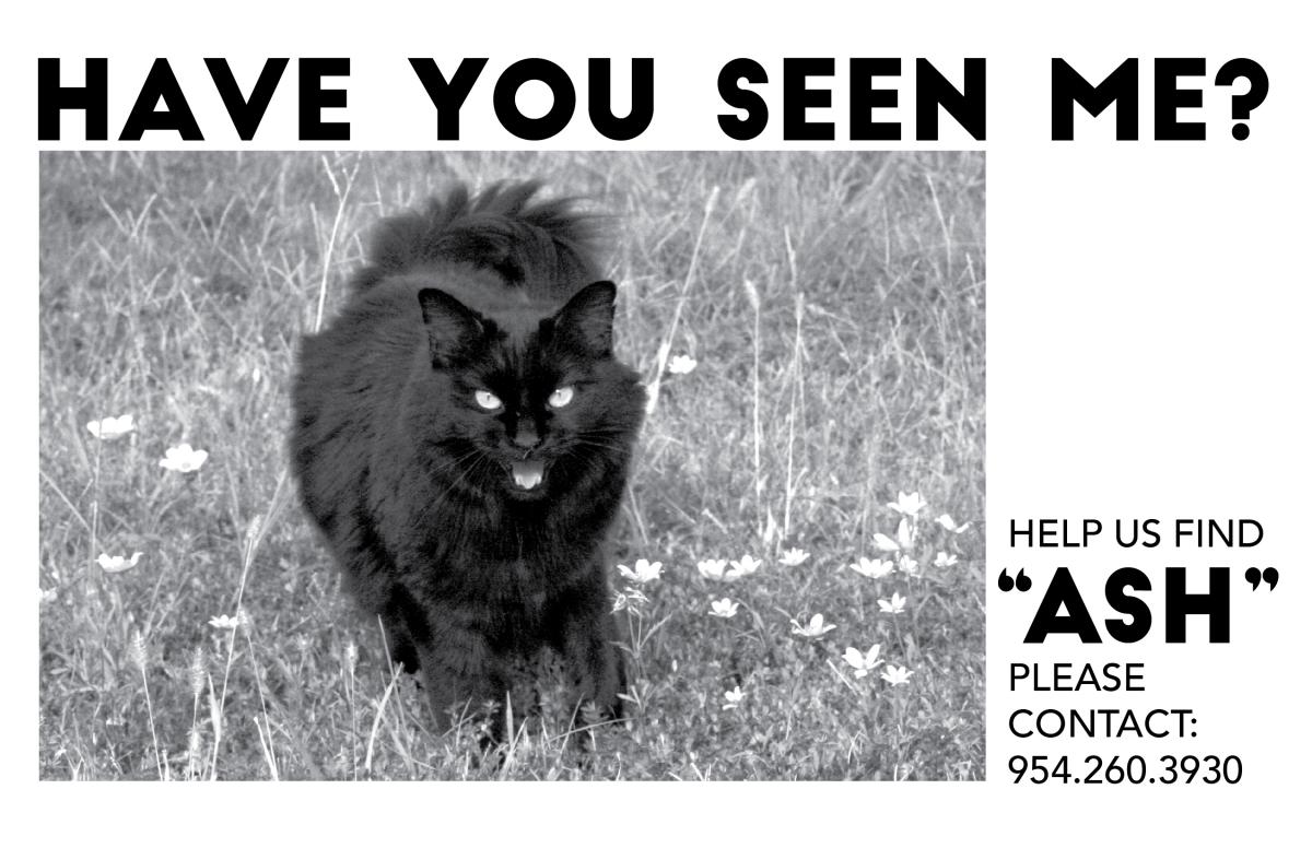 Image of Ash, Lost Cat