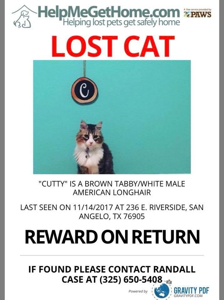 Image of Cutty, Lost Cat