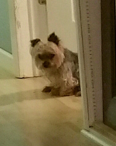 Image of Munchie, Lost Dog