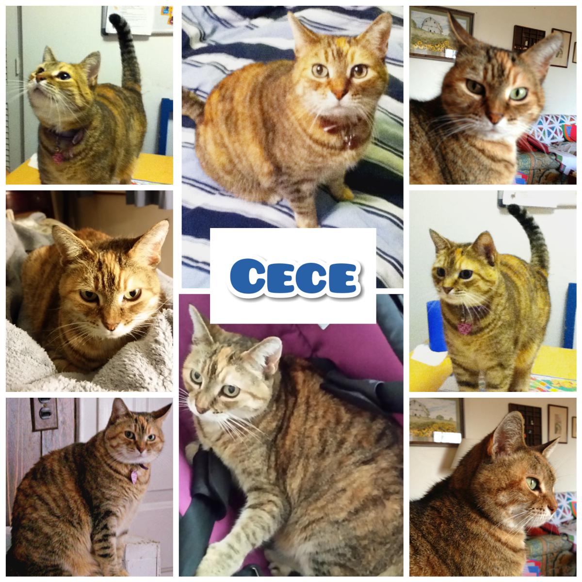 Image of Cece, Lost Cat