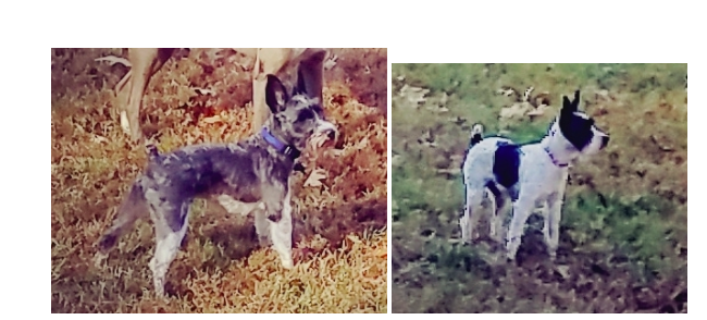 Image of Bootsie and Minnie, Lost Dog
