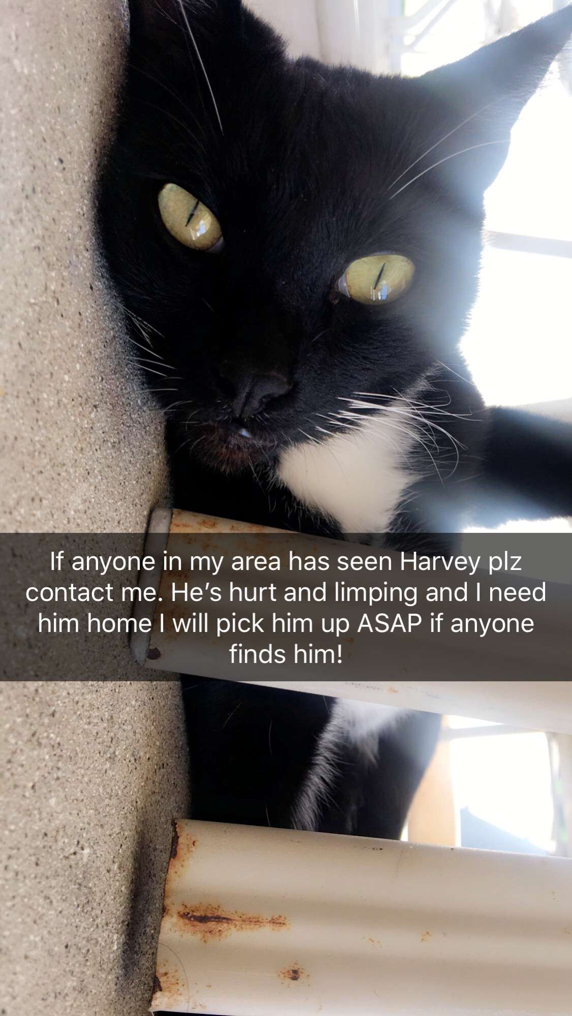 Image of harvey, Lost Cat