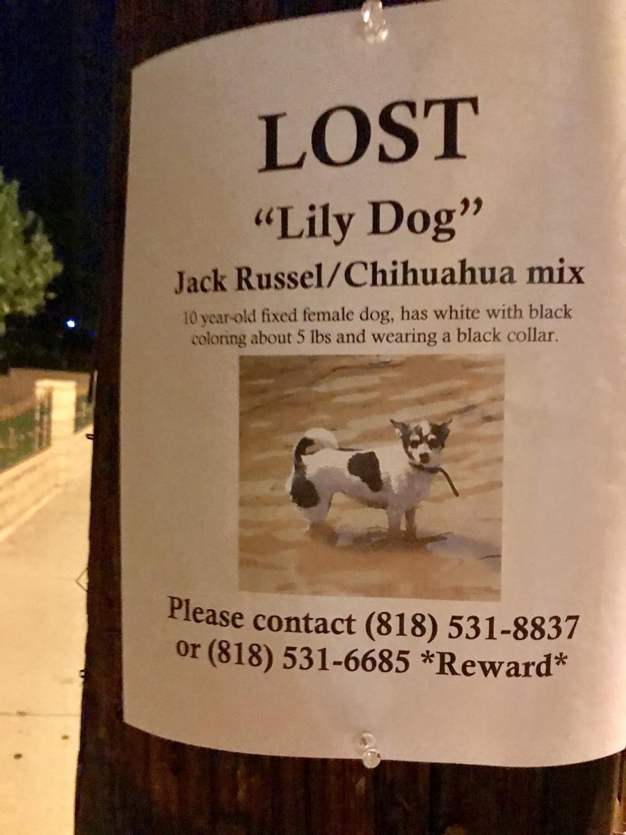 Image of Lily Dog, Lost Dog