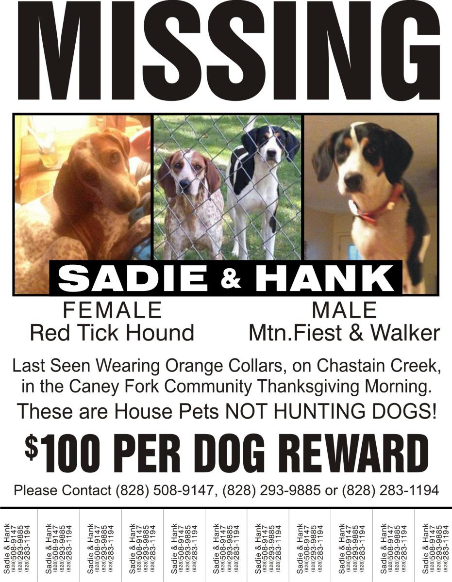 Image of Hank and Sadie, Lost Dog