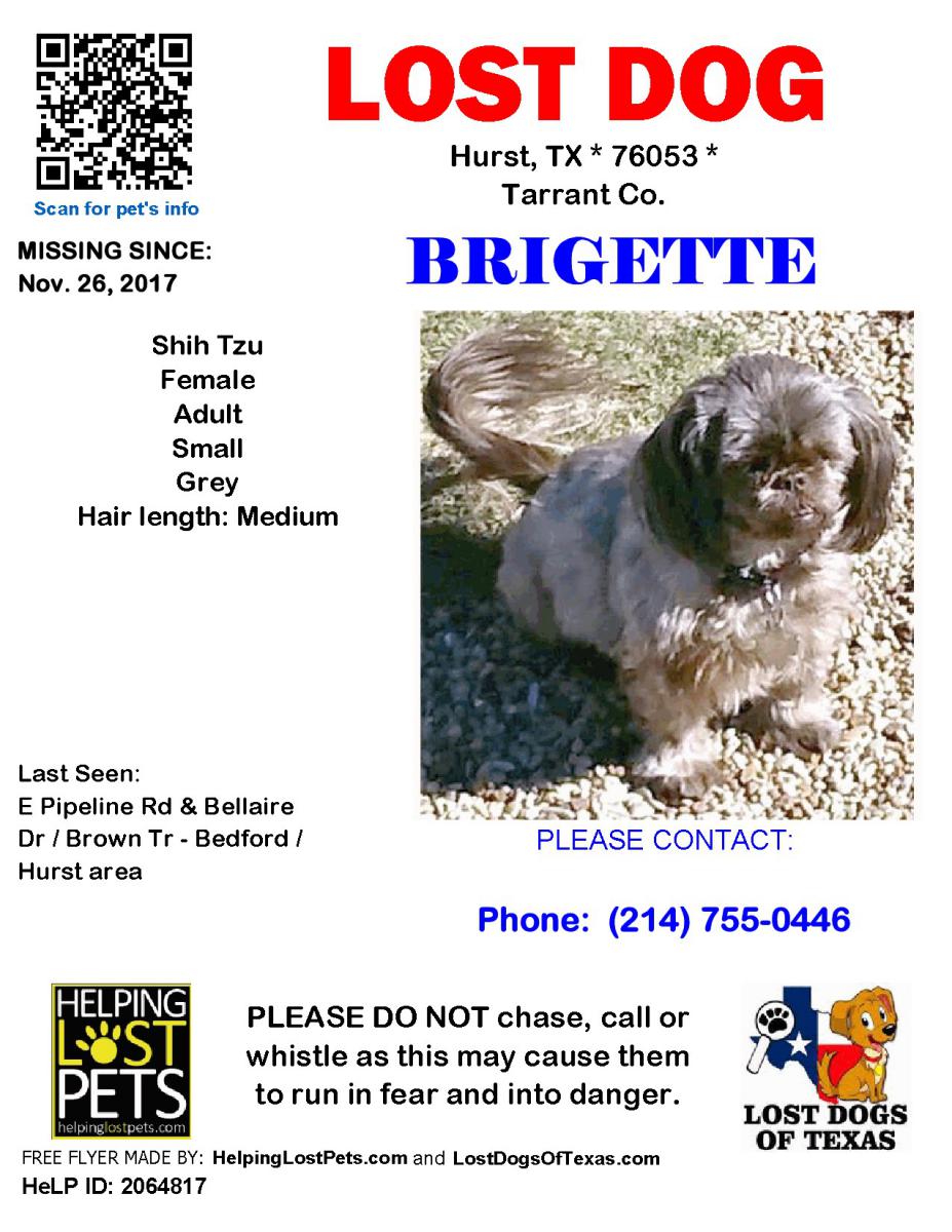 Image of Brigette, Lost Dog