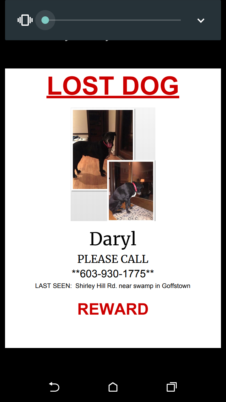 Image of Daryl, Lost Dog