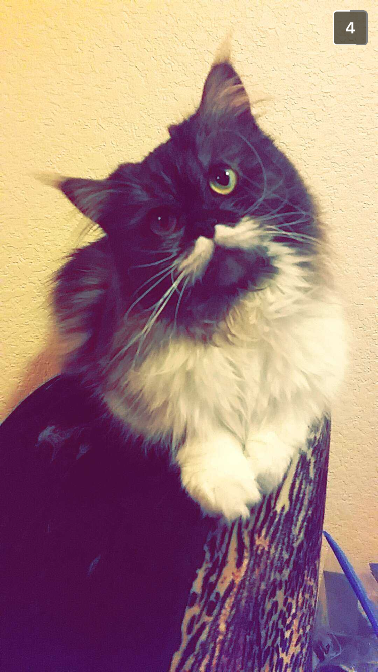 Image of Me Stache, Lost Cat