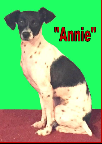 Image of annie clark, Lost Dog