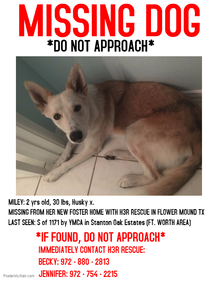 Image of Miley, Lost Dog