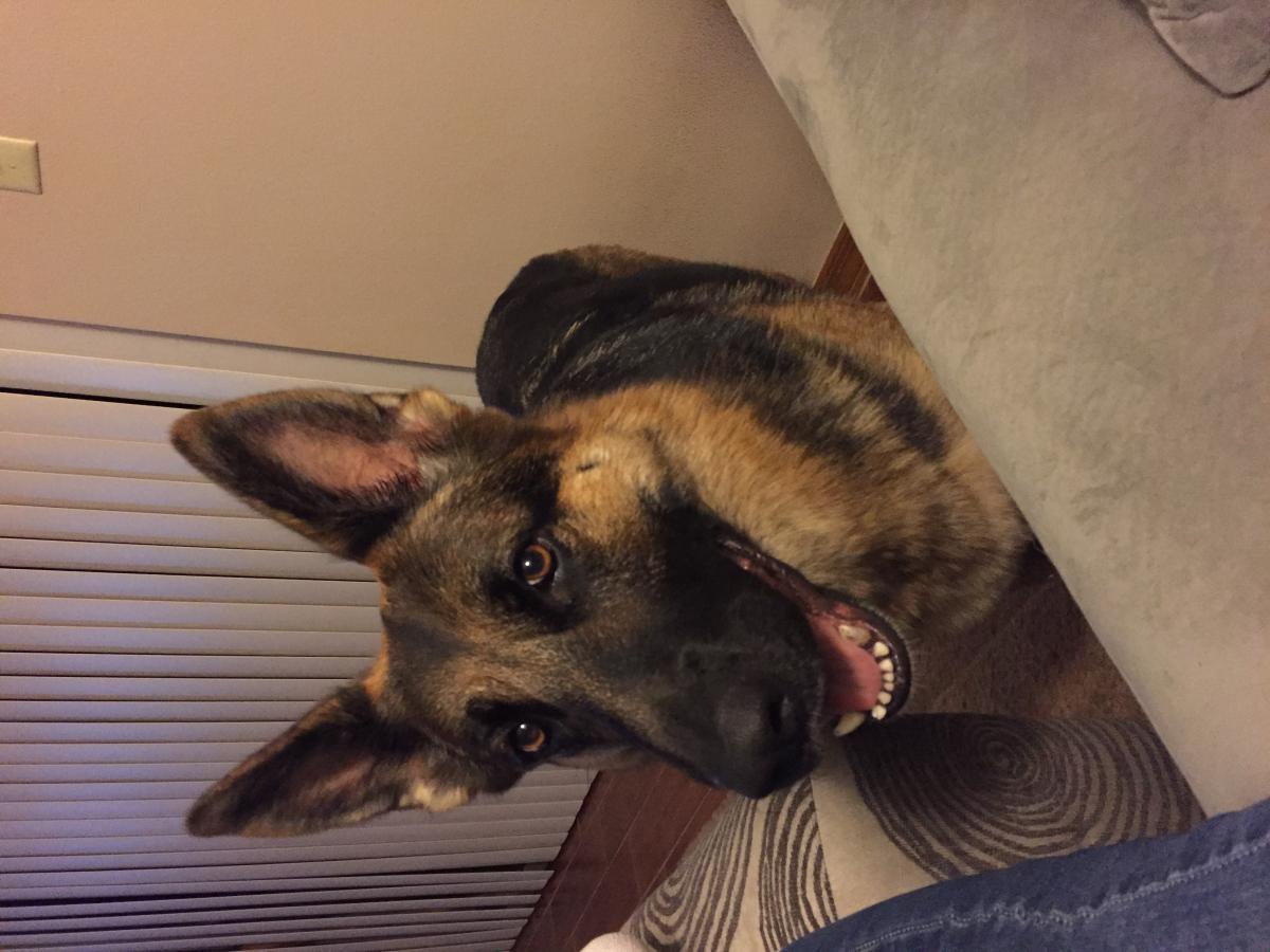 Lost Dog German Shepherd in NORTH PORT, FL - Lost My Doggie