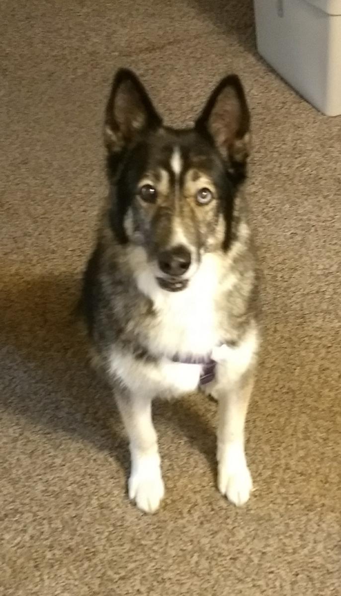 Image of Cheyanne, Lost Dog