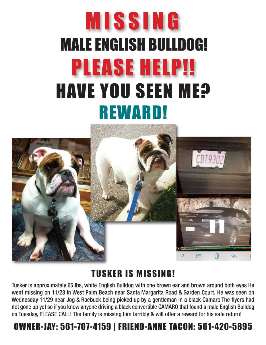 Image of Tusker, Lost Dog