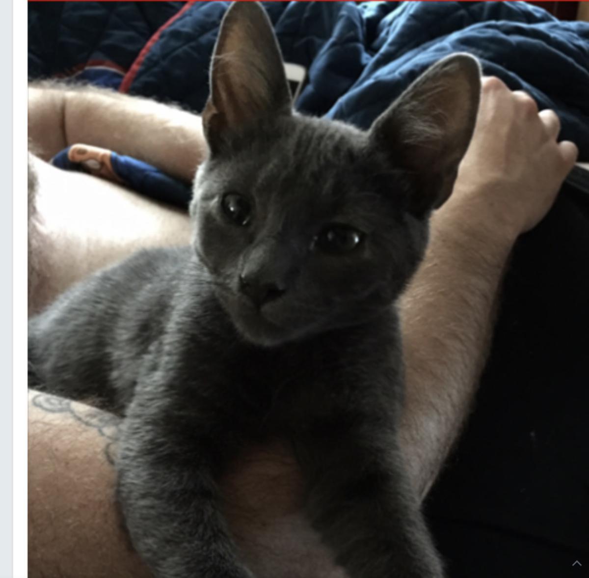 Image of Banner, Lost Cat