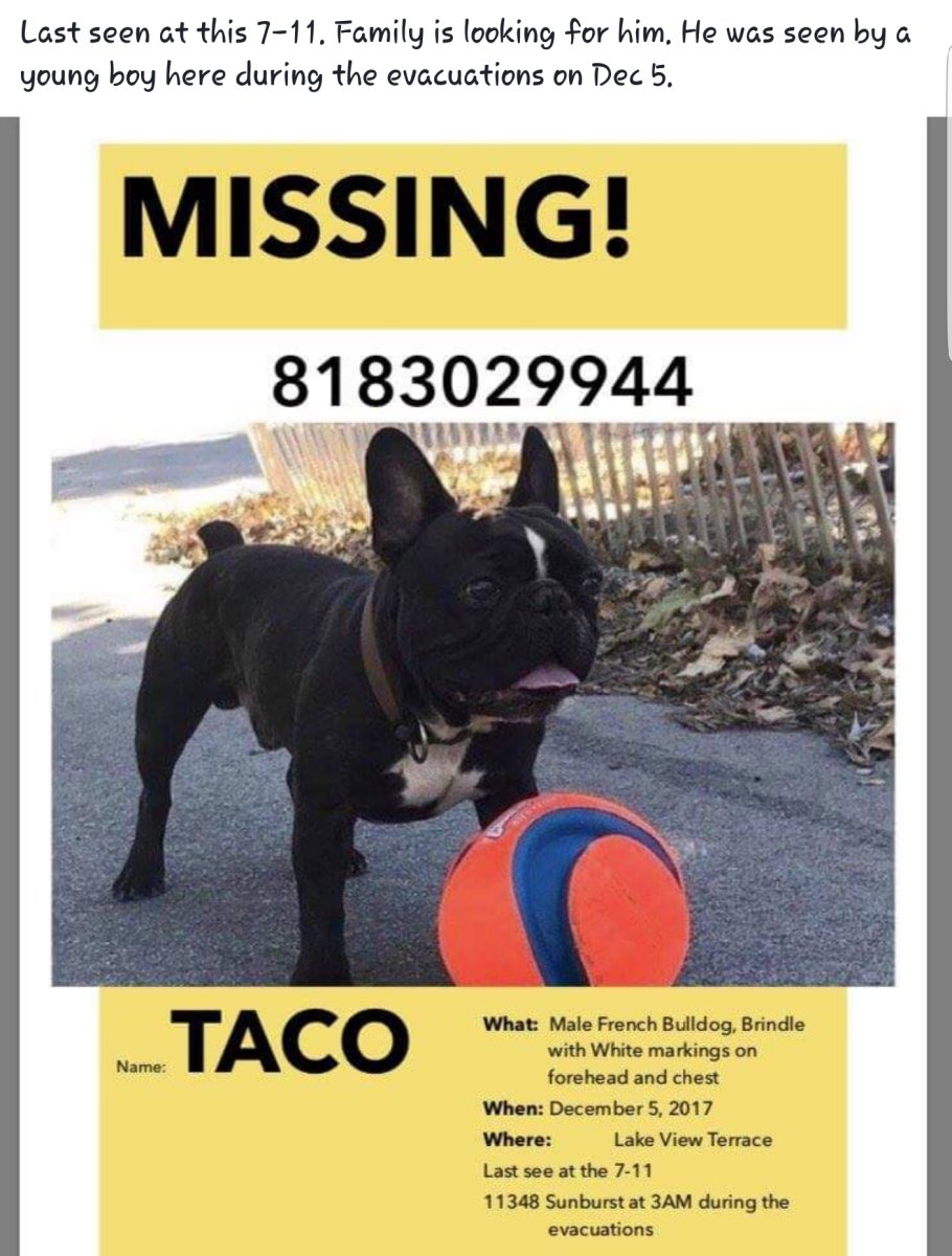 Image of Taco, Lost Dog