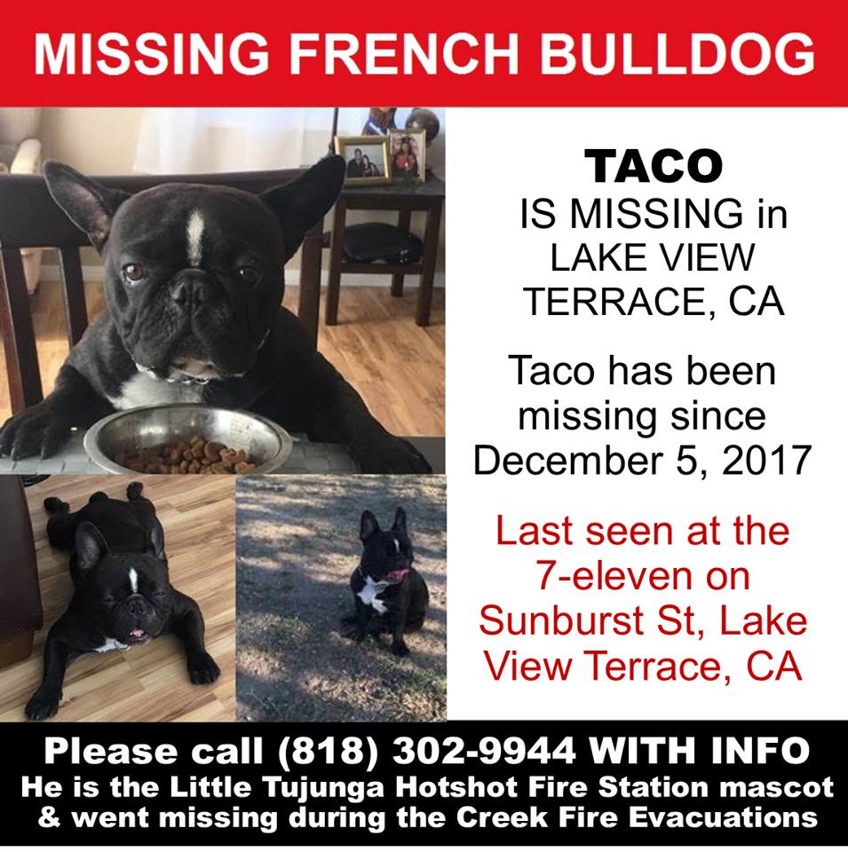 Image of Taco, Lost Dog