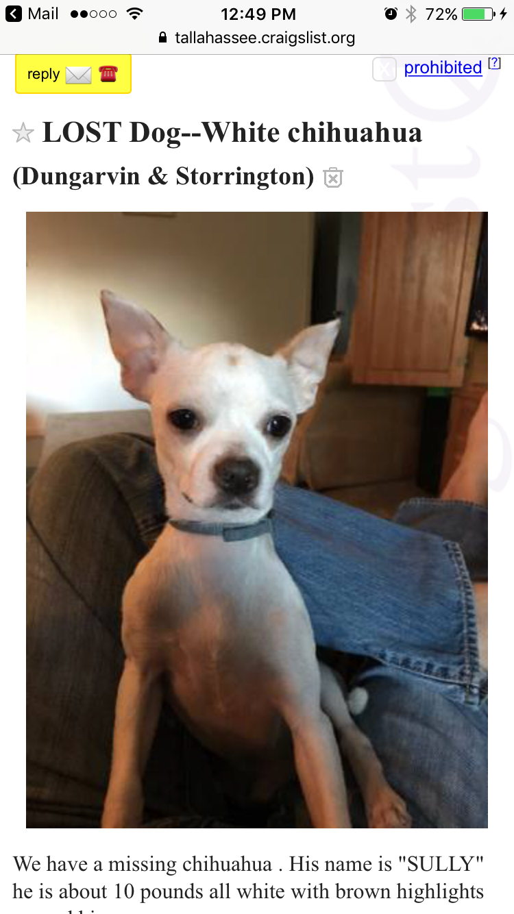 Image of Sully, Lost Dog
