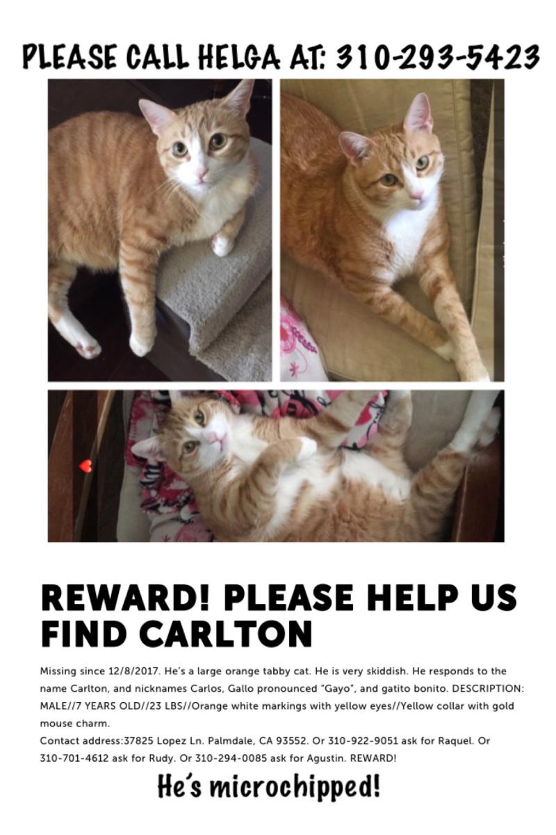 Image of Carlton, Lost Cat