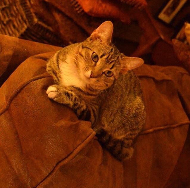 Image of Savannah, Lost Cat