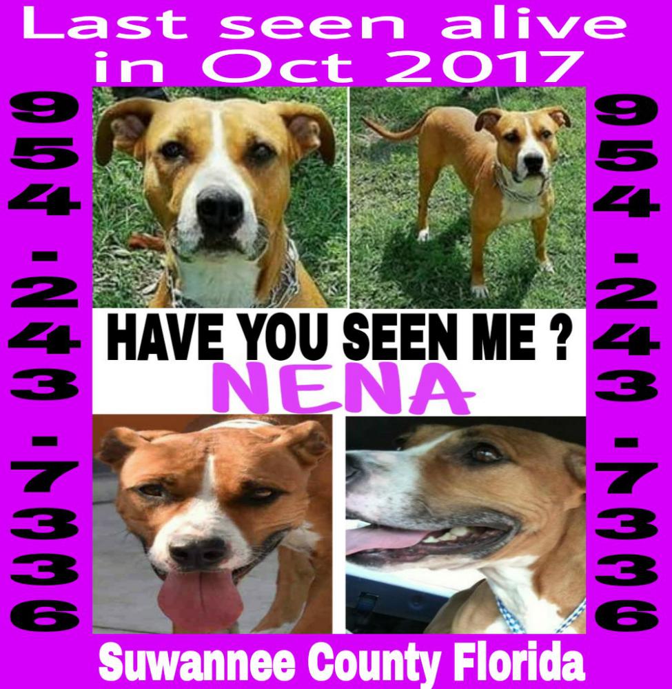 Image of Nena, Lost Dog