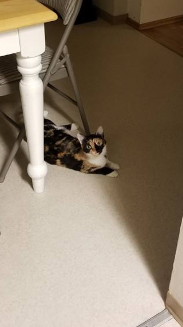 Image of Patches Calico Color, Lost Cat
